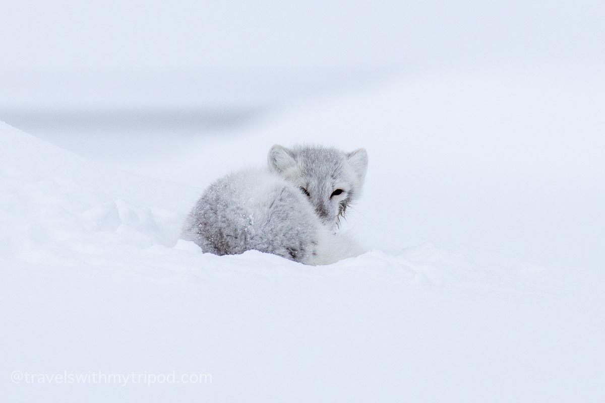 Arctic fox in the snow