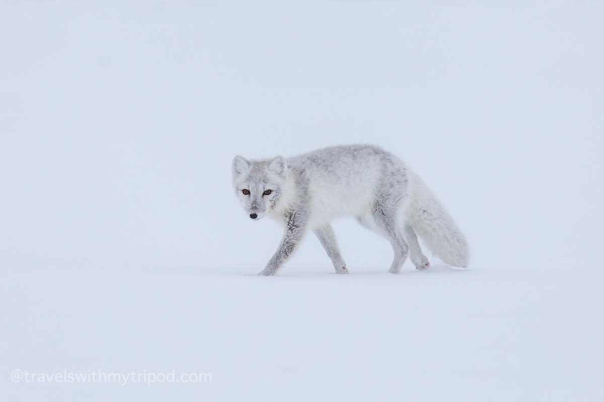 Arctic fox walks through the snow