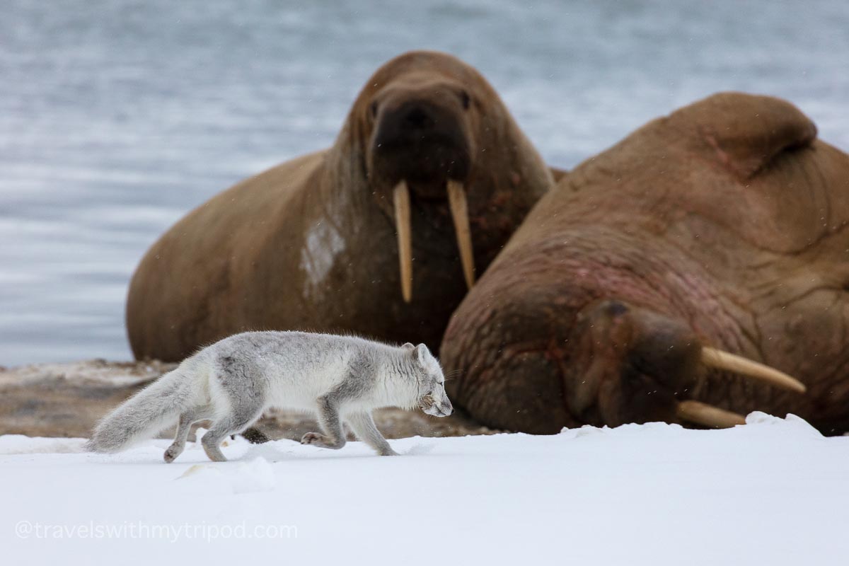 Arctic fox walks past two walruses in Svalbard