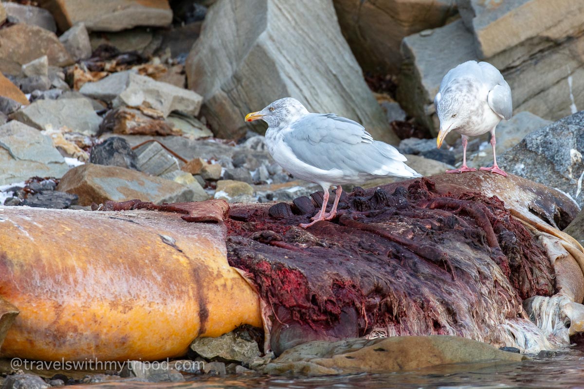 Seagulls eating dead whale