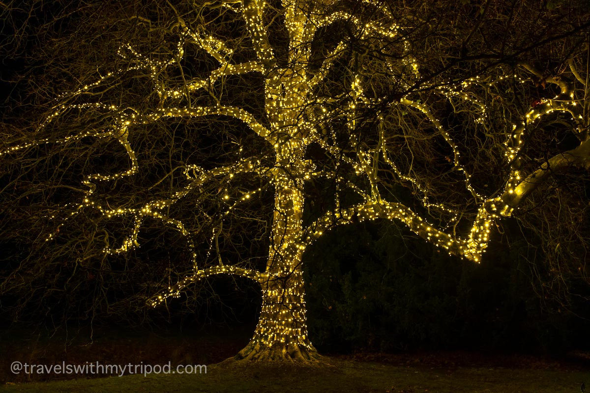 Illuminated tree at Wimpole