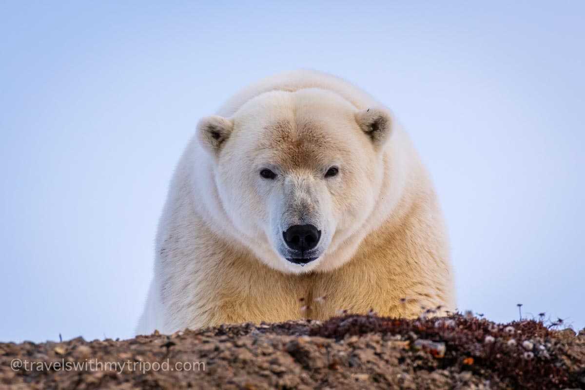 Polar bear looking over cliff edge in Svalbard