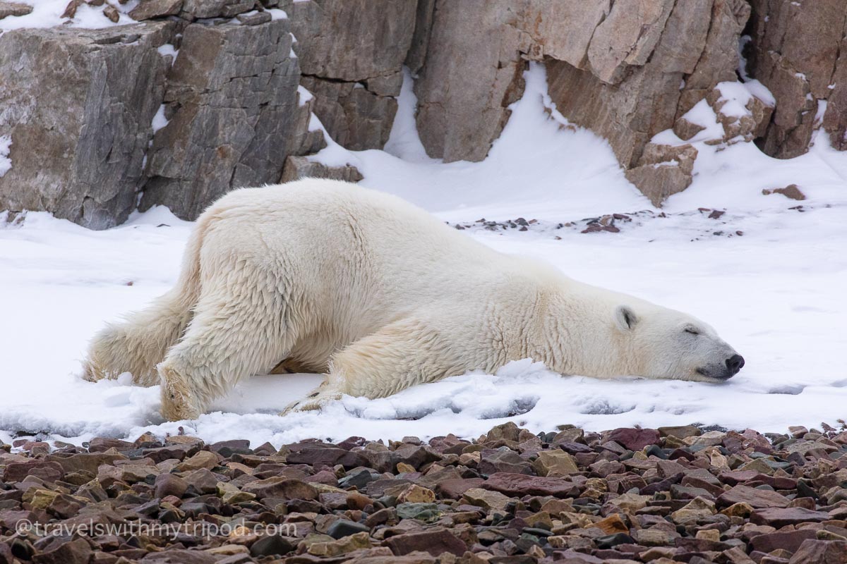 Polar bear rolling in the snow