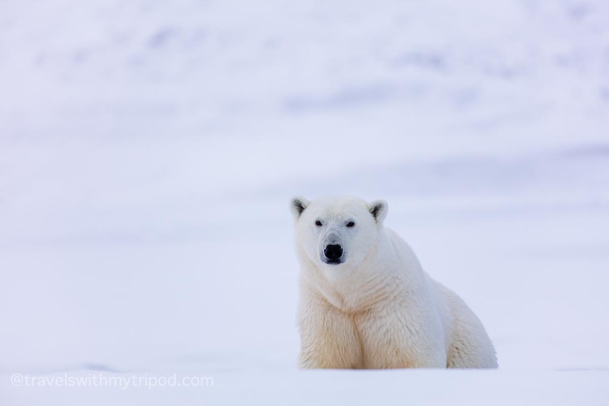 Polar bear in Svalbard looking over a ridge