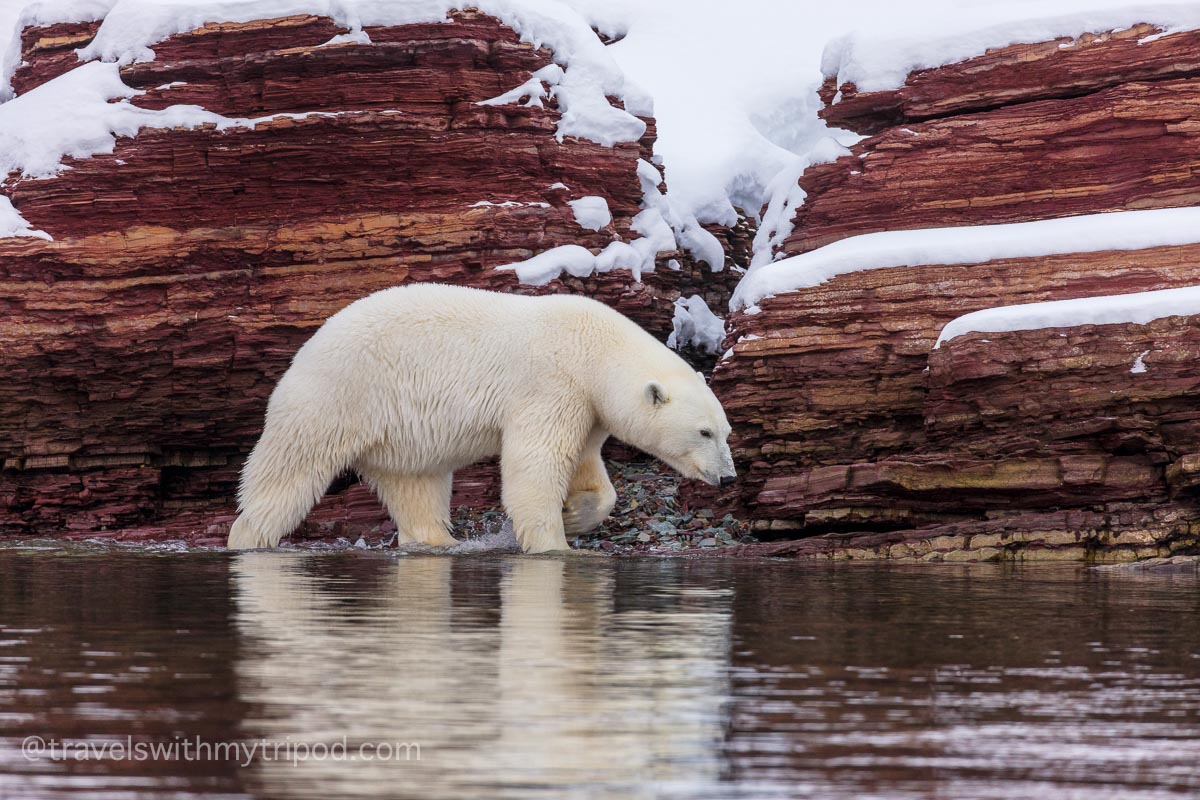 Polar bear walking by rocks in Svalbard
