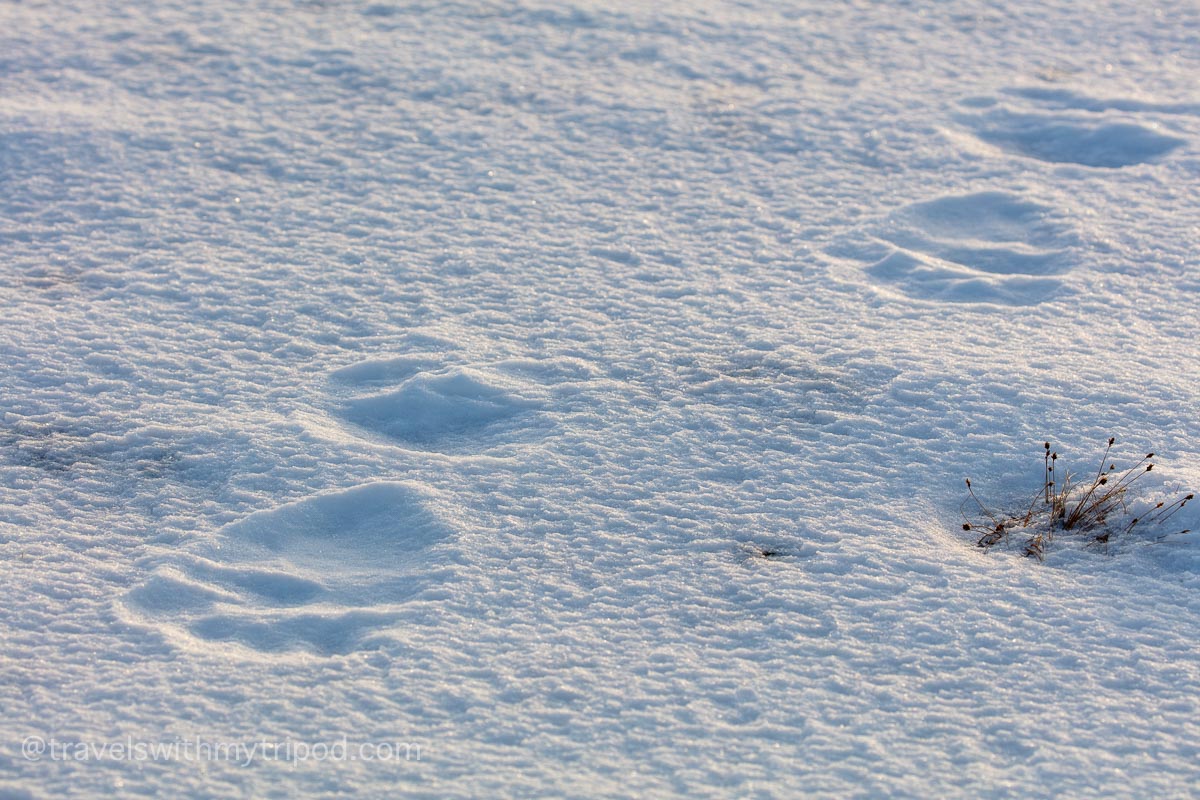 Polar bear footprints in the snow