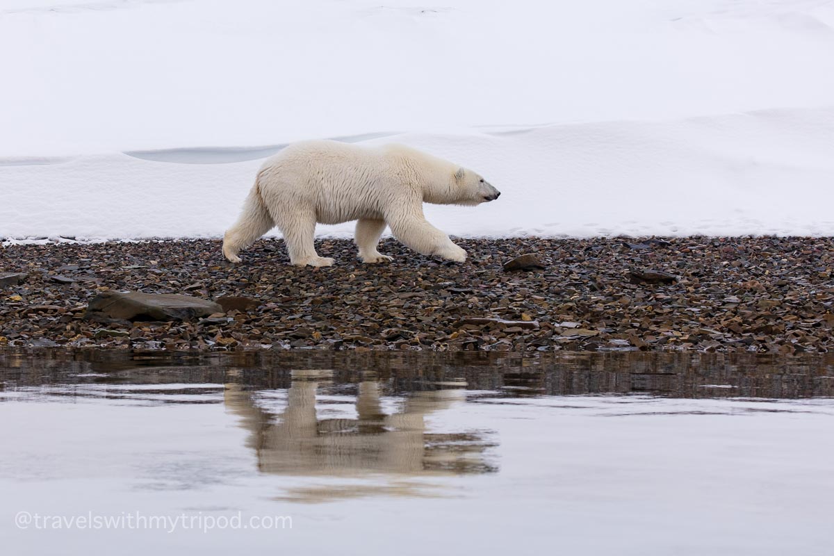 Polar bear walking along the shore in Svalbard Polar bear walking along the shore in Svalbard