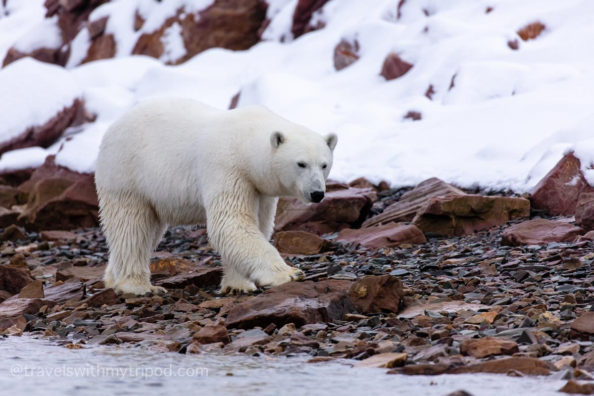 Polar bear walking along rocky shore