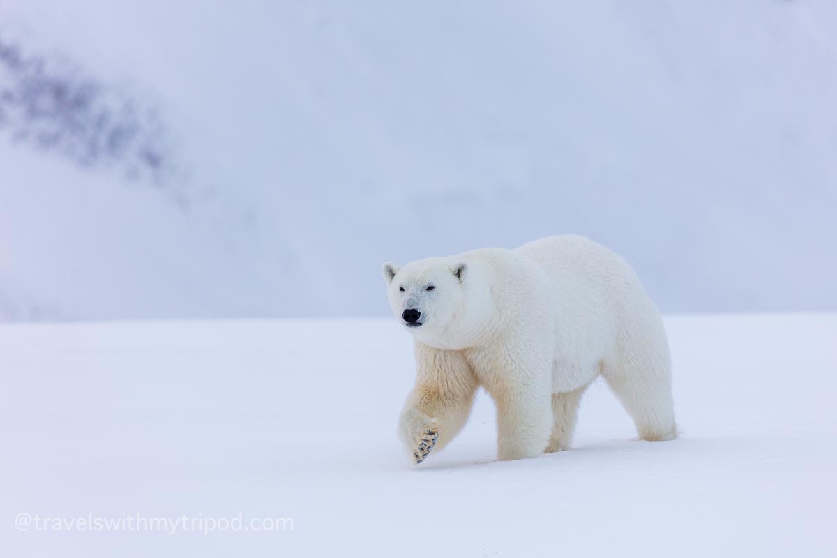 Polar bear walking across the snow