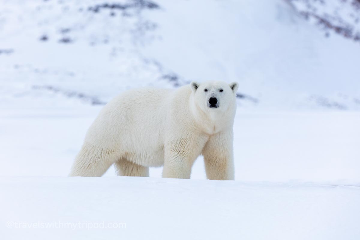Polar bear in Svalbard Polar bear in Svalbard