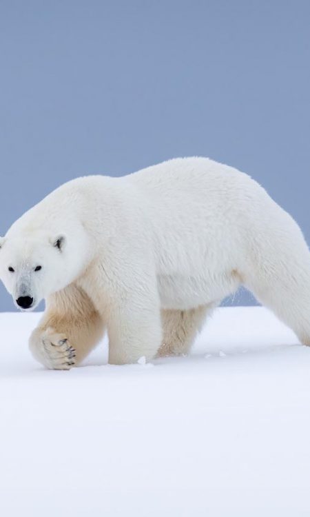 Polar bear walking across the snow in Svalbard