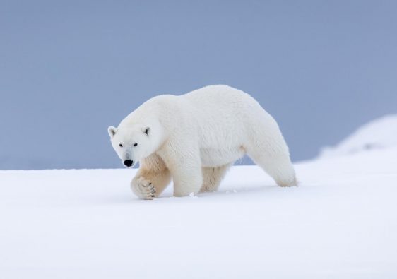 Polar bear walking across the snow in Svalbard