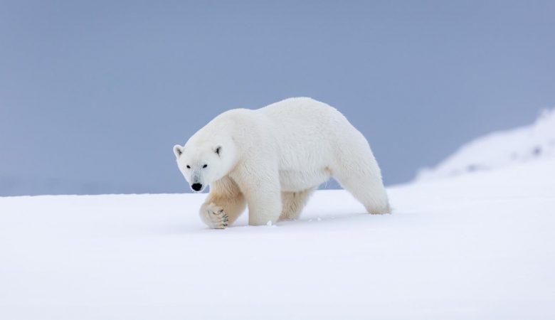 Polar bear walking across the snow in Svalbard