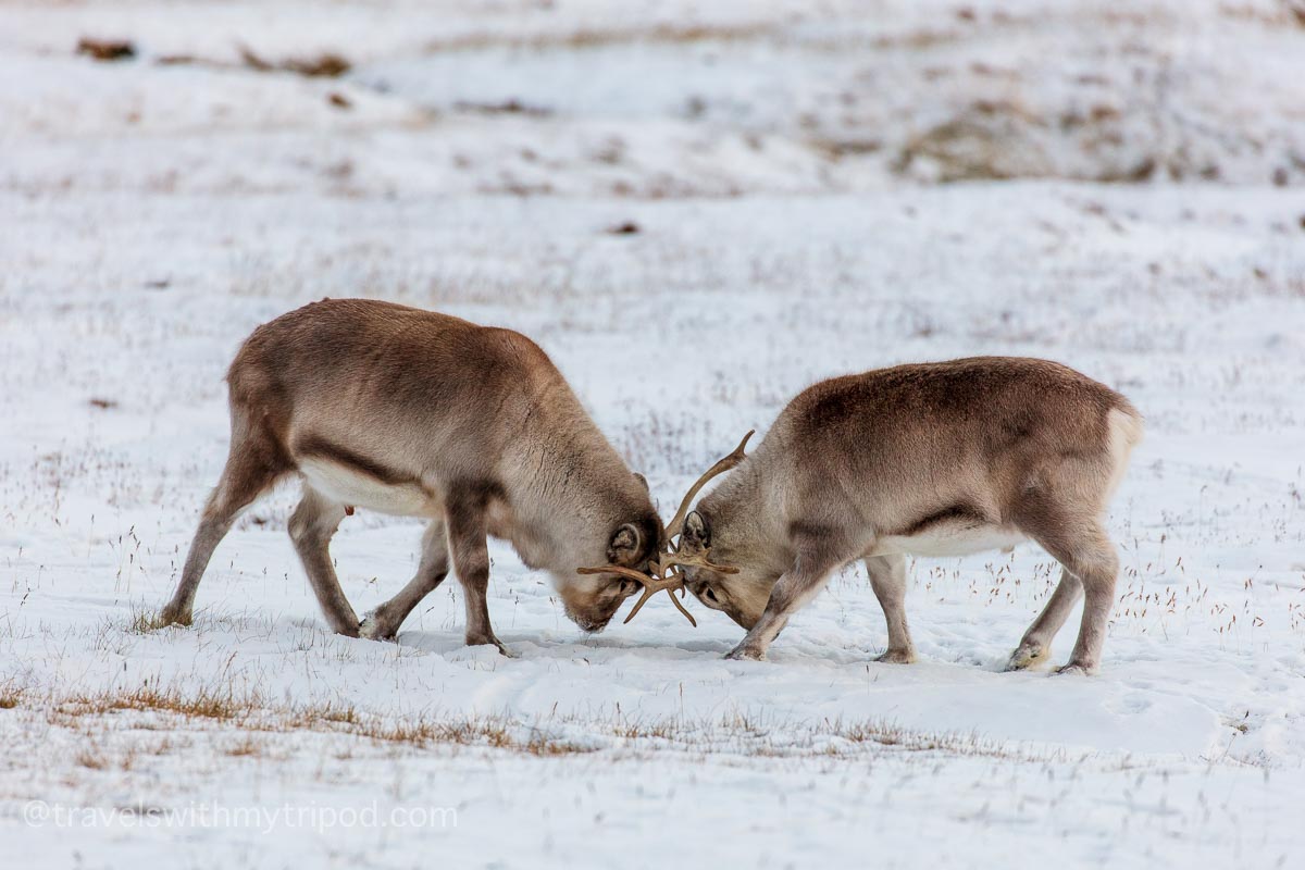 Two reindeer lock horns in Svalbard