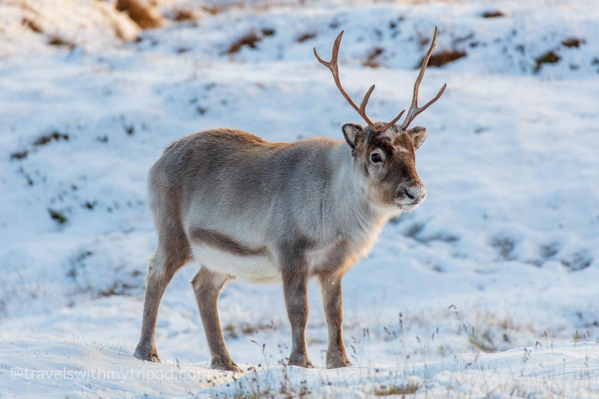 A young reindeer in the snow in Svalbard