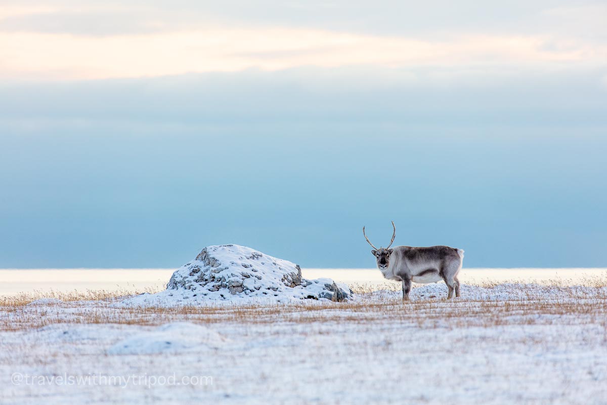 Reindeer in snowy landscape in Svalbard Reindeer in snowy landscape in Svalbard