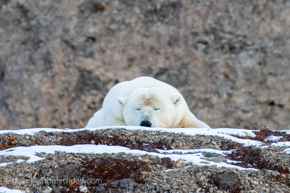 Sleeping polar bear in Svalbard