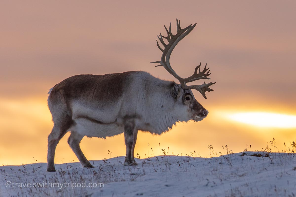 Stag at sunset in Svalbard