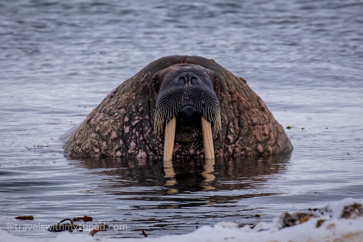 Walrus emerges from the sea Walrus emerges from the sea