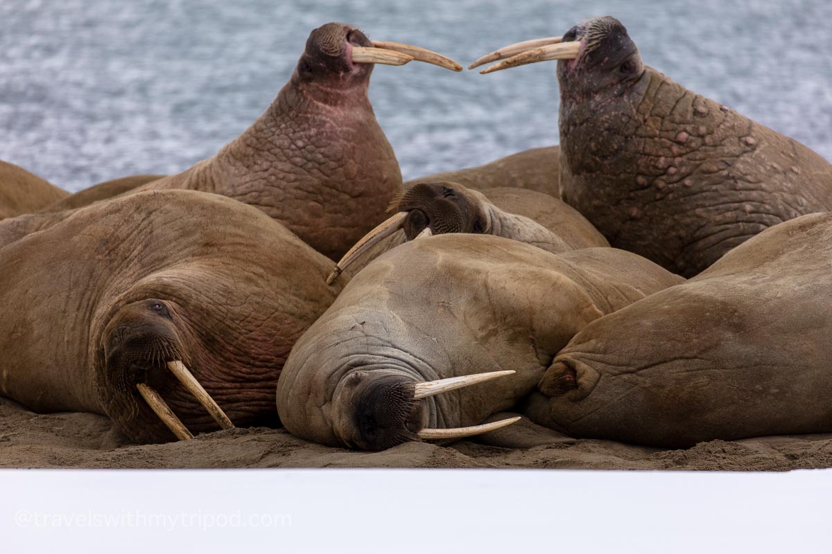 Walruses huddle on the beach