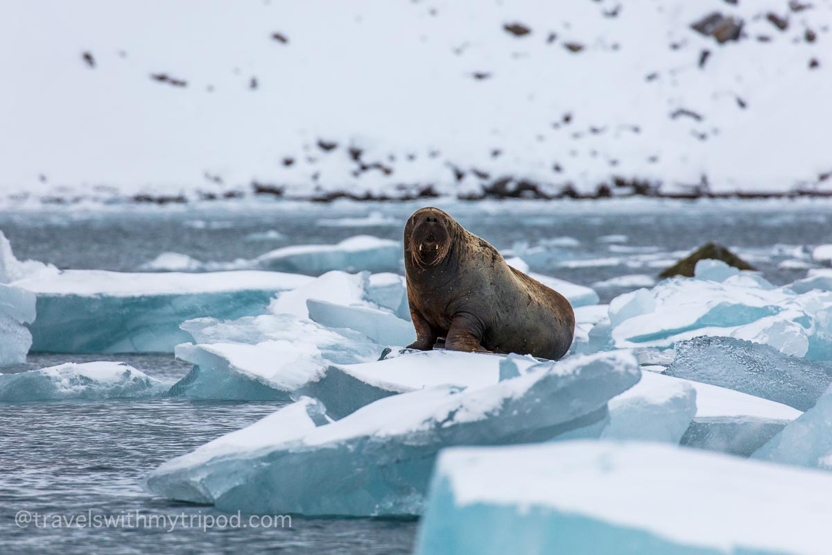 Walrus on an iceberg Walrus on an iceberg