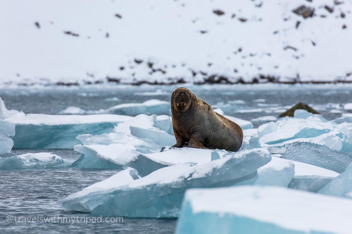 Walrus on an iceberg