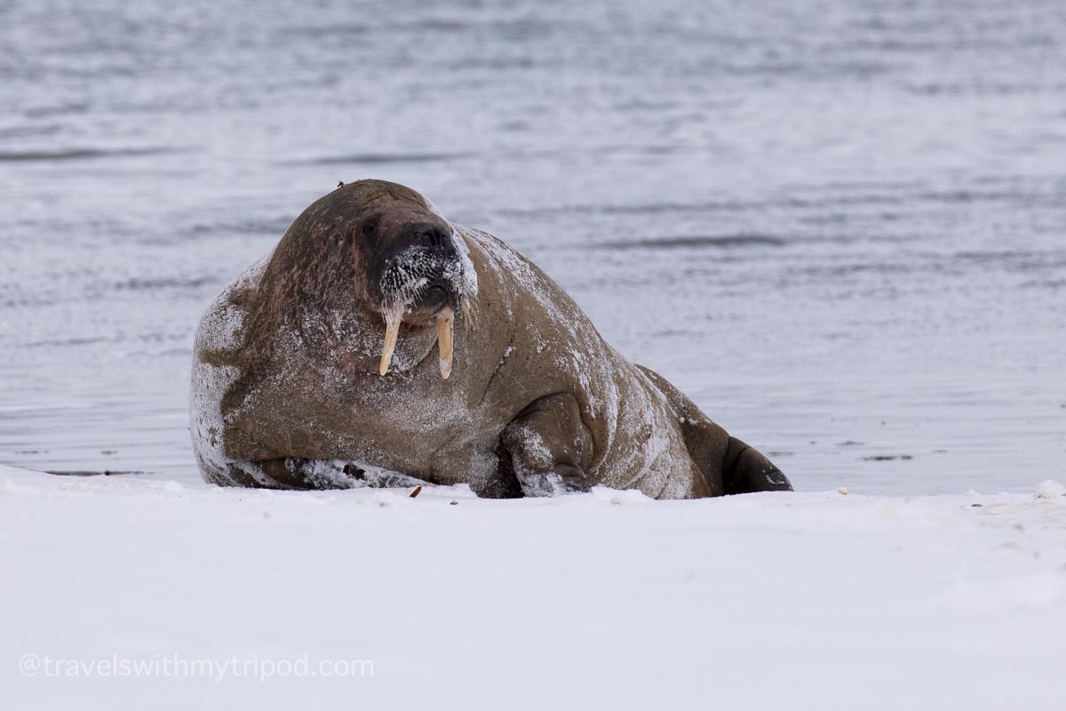 Walrus on a snowy beach in Svalbard