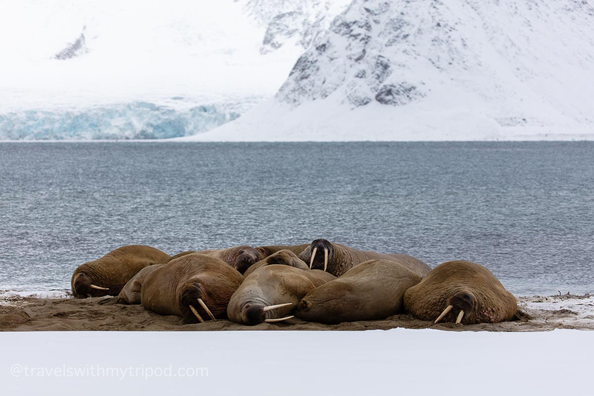 Walruses on snowy beach in Svalbard