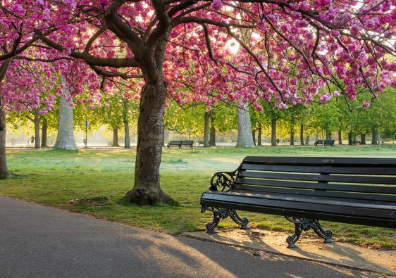 Cherry Blossom in Greenwich Park in April